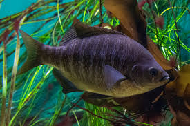 Image result for Eschenbachia tigrensis