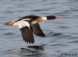 The genus name is a latin word used by pliny and other roman authors to refer to an unspecified waterbird, and serrator is a sawyer from latin serra, saw. Red Breasted Merganser Mergus Serrator