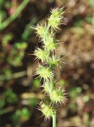 Image result for Dinebra retroflexa