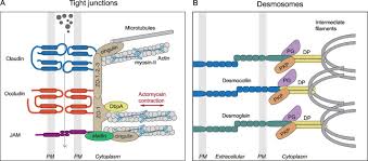 Cell junctions also act as a barrier against stress to the cell itself. Cell Cell Junctions As Sensors And Transducers Of Mechanical Forces Sciencedirect