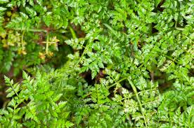 Image result for Oenanthe mildbraedii