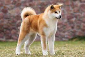 Di grossa o di piccola taglia, i cani hanno dimostrato una sorprendente capacità di essere felici in ogni tipo di ambiente umano, da enormi fattorie a piccoli appartamenti urbani. Cani Grandi Le 49 Razze Di Cani Grossa Taglia Di 20kg