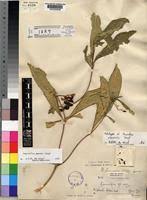 Image result for Rauvolfia mannii