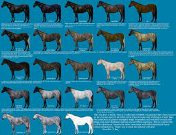 Black Color Genetics Chart Horse Color Chart Horse Coat Colors Horse Coloring