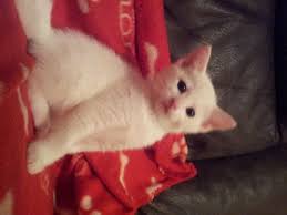 Bengal kittens pure bred 23 days old (born. Last 2 10 Week Old White Kittens For Sale Peterborough Cambridgeshire Pets4homes
