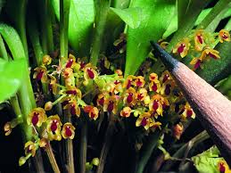 Image result for Microglossa densiflora