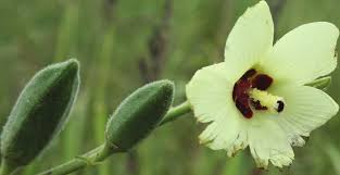 Image result for Chamaecrista zambesica