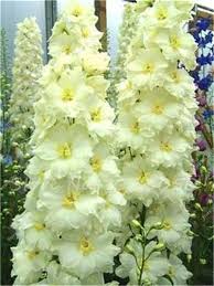 60pcs Dendrobium Seeds Japanese Rhynchostylis Rare Phalaenopsis Orchid Seedlings Garden Home Planting Indoor Plant Flow Bloeiende Planten Planten Tuinbloemen