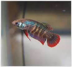 Aaa Female Imbellis High Breeder Quality Amazing Red Ring And Water Droplet Betta Fish Aquarium Fish Fish Pet