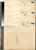 Image result for Anadelphia