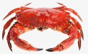Maybe you would like to learn more about one of these? Sebastian The Crab Png Images Transparent Sebastian The Crab Image Download Pngitem