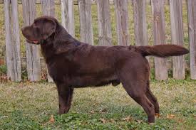 Bought this adorable chocolate lab puppy for our granddaughter. Lakobie Labs Labrador Retrievers Breeder Roanoke Va Labrador Retriever Breeder