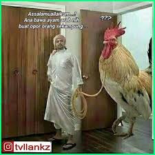 12 Meme Ayam Paling Gokil Dan Kocak Yang Bikin Ngakak Dunia Fauna Hewan Binatang Tumbuhan Meme Binatang Lucu Binatang