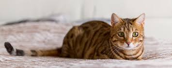 infekcii u koshek rasprostranennye virusnye zabolevaniya u kotov