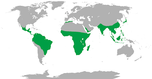 Primate Wikipedia