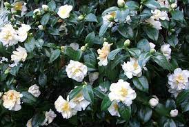 Camellia Perfection Gratitude Reasoning Admiration Good Luck Each Colour Has A Symbolic Meaning Includin White Camellia Camellia Tree Camelia Tree