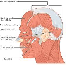 Locate and identify the major structures of the sheep heart. Facial Action Coding System Wikipedia