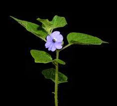 Image result for Browallia americana