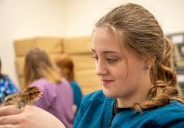 The Small Animal Science program at the Hewes Educational Center recently  welcomed its newest two-legged members to Erie 2-Chautauqua-Cattaraugus  BOCES! 🥚 ➡️ 🐣 ➡️ 🐥 Over the course of several days, juniors