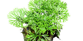 Image result for Elaphoglossum lancifolium