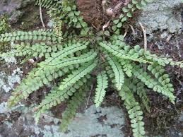 Image result for Asplenium uhligii