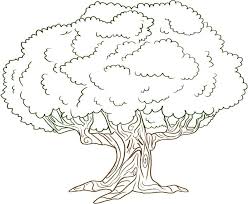 Old holm oak, evergreen tree. Free Printable Tree Coloring Pages For Kids