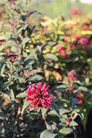 Image result for Cestrum