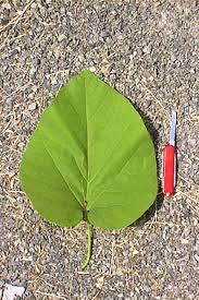 Image result for Aristolochia triactina