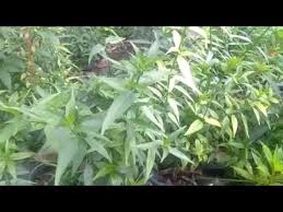 Dari berbagai sumber yang saya dapatkan ada beberapa testimoni yang perlu anda. Manfaat Daun Belalai Gajah Youtube