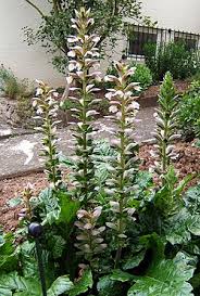 Image result for Sclerochiton hirsutus