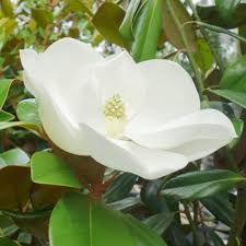 We did not find results for: Magnolia Grandiflora Buy Bullbay Evergreen Magnolia Trees