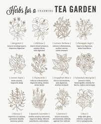 Here are some options for your tea garden The Queen S English Public Plant A Tea Herb Garden Originating In China The First Verbal Record Goes Back To 27 Herb Garden Design Tea Garden Garden Design