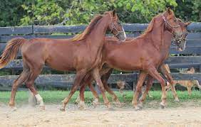 Sweethearts Of The West A Horse Is A Horse Breeds Common In The Old West