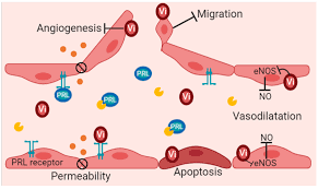 Image result for Renal Function
