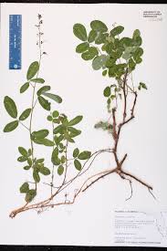 Image result for Desmodium incanum