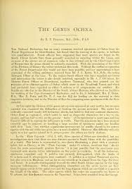 Image result for Ochna leptoclada