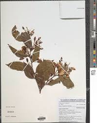 Image result for Indigofera paracapitata