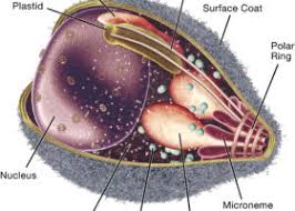 Malaria is a disease caused by a parasite. Malaria Disease Symptoms Archives Bugbitten