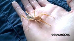 Listen to the camel spiders | explore the largest community of artists, bands, podcasters and creators of music & audio. Camel Spider Handling Youtube
