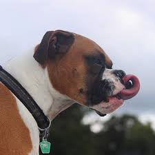 Boxers are fun and active dogs who can be high maintenance due to their exercise needs. Boxer Pdsa
