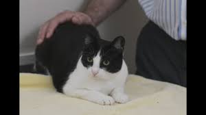 A cat's sleeping position says a lot more about them than how tired they are. How To Tell If Your Cat Is Sick Youtube