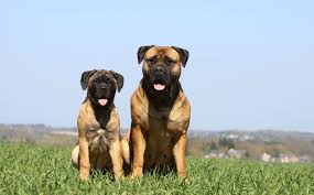 Bullmastiff Caring Feeding And Grooming Guidelines Bull Mastiff Great Dane Great Dane Breeders