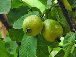 Image result for Psidium guajava