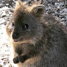 30 Funny Quokka Pictures That Will Make You Book A Flight To Australia To See Them Quokka Funny Animals Cute Little Animals