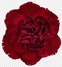 Carnation Rose Cut Flowers Crimson Red Carnation Blue Floribunda Color Png Pngwing This tool replaces any solid color and its close make png transparent. carnation rose cut flowers crimson red