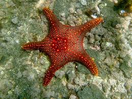 Image result for Pentanisia sykesii