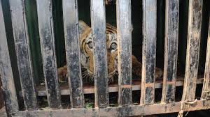 Mysuru tiger attack: Forest Minister Eshwar Khandre faces farmers' ire -  The Hindu