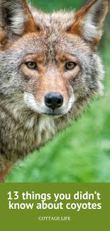 13 Things You Didn T Know About Coyotes Cottage Life Coyote Coyote Trapping Animals