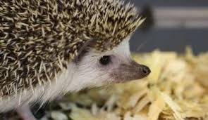 how to bathe a hedgehog: the correct method