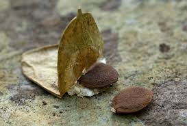 Image result for Cyclantheropsis parviflora